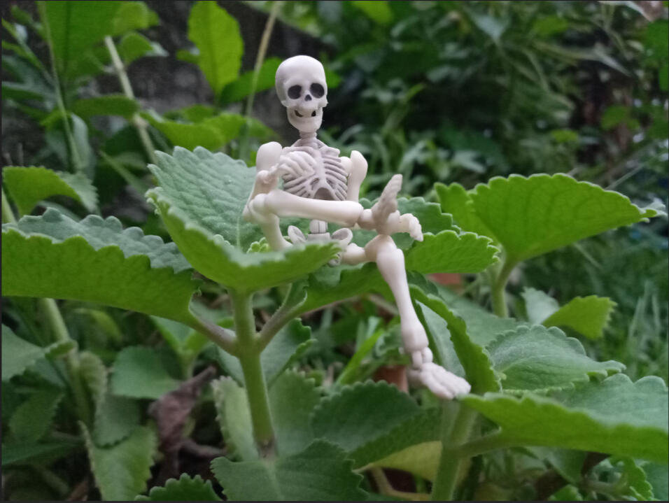 Mr. Bones